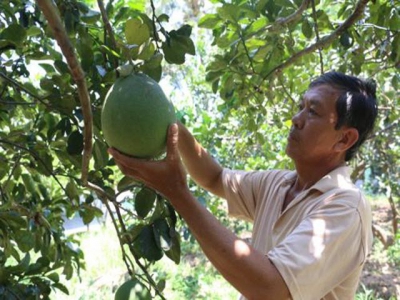 Bến Tre Province tells farmers to tie up with companies for steady demand, prices