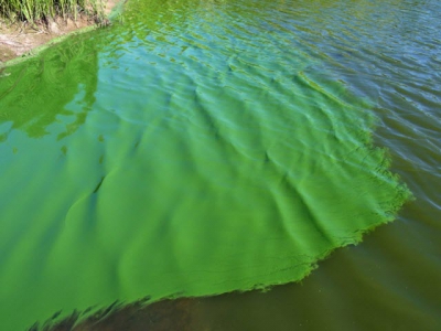 Kiểm soát các loại tảo gây hại trong ao nuôi thủy sản