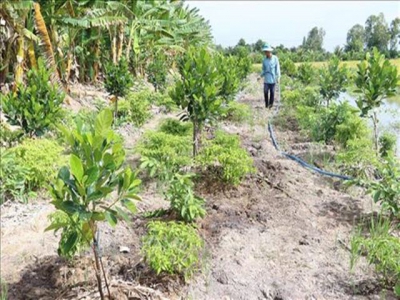 Farmers in Mekong Delta province switch to more lucrative Thái jackfruit