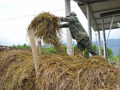 Farmers switch to lemongrass cultivation