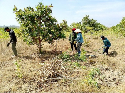 Farmers in Central Highland region jump for joy as produce prices hike