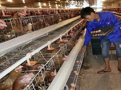 Bac Giang sees favorable sale of pigs and poultry, with stable prices