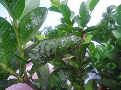 Phòng trừ rầy phấn trắng trên cây ổi