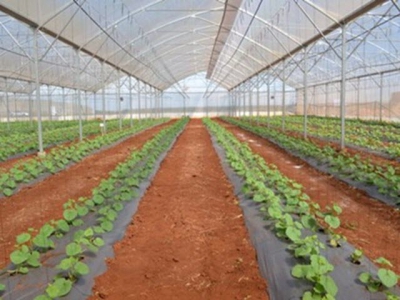 New Zealand, Vietnam boost agricultural cooperation