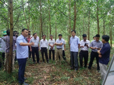 Công nghệ sinh học nâng cao năng suất rừng trồng gỗ lớn