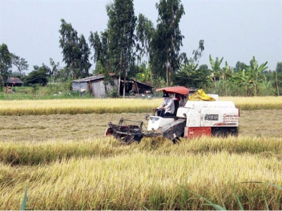 Mekong Delta farmers get bumper harvest, high prices for winter-spring rice