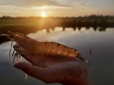 Exploring the use of probiotics in shrimp farms