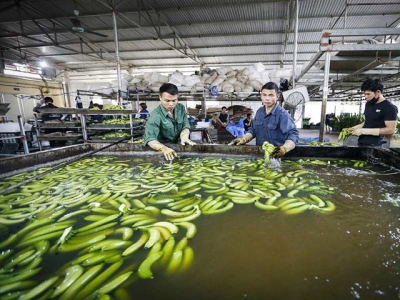 Effective agri-business models booming in Hoa Binh