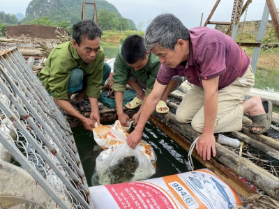 Cao Bằng bàn giao cá giống, vật tư cho các hộ tham gia dự án xây dựng mô hình nuôi cá bỗng