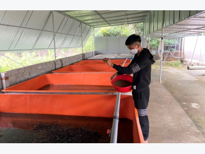 Khởi nghiệp thành công với mô hình nuôi lươn không bùn