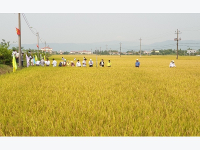 Phú Yên hội thảo đầu bờ mô hình trình diễn một số giống lúa mới