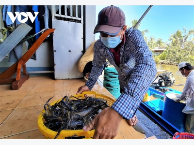 Giá cá tra nguyên liệu tiếp tục tăng cao ở Đồng Bằng Sông Cửu Long