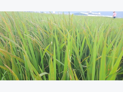 Bệnh đạo ôn cổ bông trên lúa ở Nghệ An có nguy cơ lây lan trên diện rộng
