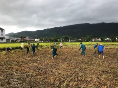 Phù Cát (Bình Định) khẩn trương hỗ trợ nhân dân thu hoạch lúa đông xuân bị đổ ngã