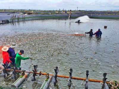 Phát triển thuỷ sản trở thành ngành kinh tế mũi nhọn