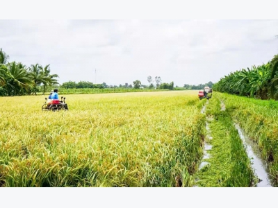 Nông dân Cà Mau kiếm bộn từ nuôi tôm sinh thái, trồng lúa hữu cơ