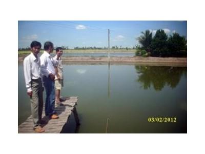 Ương Giống Cá Tra