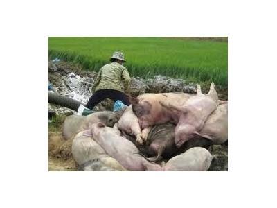 Dịch Bệnh Lợn Tai Xanh Tiếp Tục Diễn Biến Phức Tạp