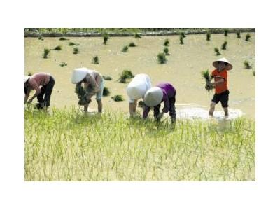 Hỗ Trợ Người Trồng Lúa 500.000 Đồng/ha/năm