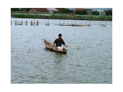 Chấn Chỉnh Nuôi Tôm Ngoài Quy Hoạch Ở Bình Định