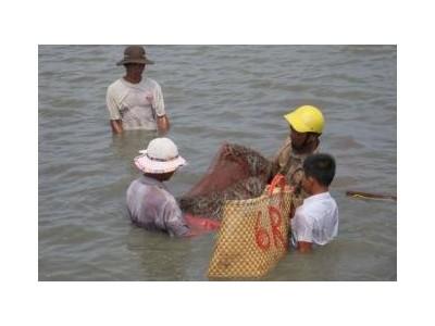 Toàn Tỉnh Có Hơn 154 Ha Tôm Nuôi Bị Chết Ở Thừa Thiên Huế