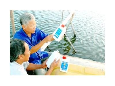 Tôm Nuôi Chết, Thiệt Hại 500 Tỷ Đồng