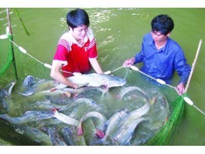 Sản Xuất Cá Lăng Chấm Bằng Phương Pháp Nhân Tạo Ở Tuyên Quang