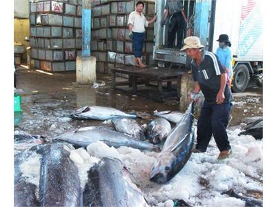 Sụt Giảm Sản Lượng Cá Ngừ Do Khai Thác Bằng Đèn Cao Áp