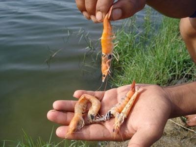 Người Nuôi Tôm Bỏ Vụ Vì Dịch Bệnh Ở Huế