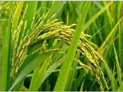 Vụ Lúa Hè Thu 2013 Tiếp Tục Khảo Nghiệm 20 Giống Lúa Chịu Mặn Ở Phú Yên