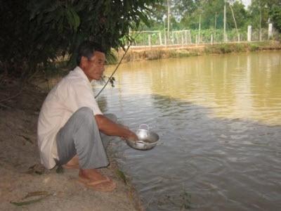 Nuôi Cá Ao Đang Gặp Khó Khăn Về Giá Ở Bến Cầu (Tây Ninh)
