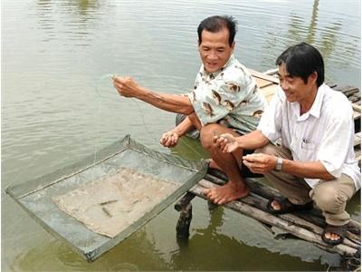 Ông Nguyễn Bé Năm Thành Công Với Mô Hình Nuôi Tôm Quảng Canh Cải Tiến Ở Cà Mau