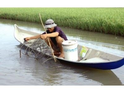 Đẩy Mạnh Phát Triển Nuôi Tôm Quảng Canh Cải Tiến Ở Cà Mau