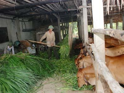 Chuyển Đổi Đất Trồng Hoa Màu Sang Trồng Cỏ Nuôi Bò Ở Bắc Bình (Quảng Trị)