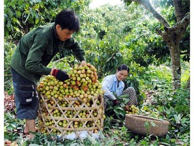 Sản Lượng Vải Thiều Chín Sớm Ở Bắc Giang Tăng Và Được Giá