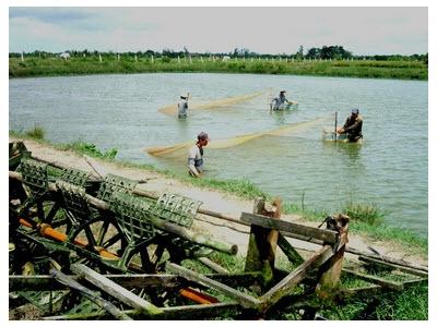 Đồng Bằng Sông Cửu Long Tôm “Chết Yểu”, Thiệt Hại Tiền Tỷ