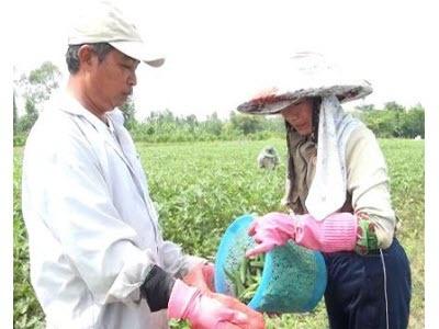 Hiệu Quả Bước Đầu Của Mô Hình Liên Kết Trồng Đậu Bắp Nhật Ở Đồng Tháp