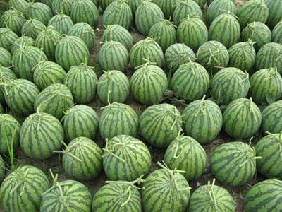 Dưa Hấu Xen Vụ Rau Màu Giúp Thoát Nghèo Ở Bến Tre