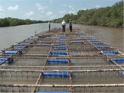 Triển Vọng Nghề Nuôi Hàu Bằng Bè Trên Sông