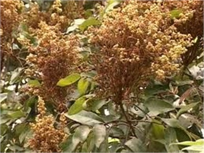 Vĩnh Long Đốn Bỏ 1.221ha Nhãn Do Nhiễm Bệnh Chổi Rồng