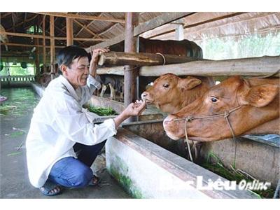 Ông Nguyễn Văn Muôn Làm Giàu Từ Mô Hình Nuôi Bò Sữa