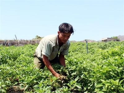 Mô Hình Trồng Xen Canh Tỏi - Ớt Ở Vĩnh Hải Cho Hiệu Quả Kinh Tế Cao