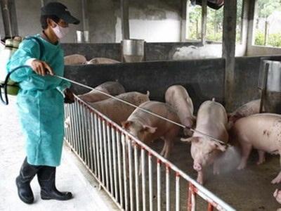 Gia Bình (Bắc Ninh) Chủ Động Phòng Chống Dịch Tai Xanh Bảo Vệ Đàn Lợn
