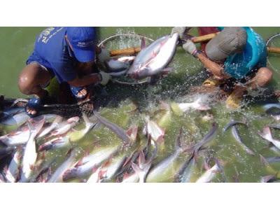 Cơ Sở Nuôi Cá Tra Phải Có Chứng Nhận VietGAP