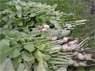 Nông Dân Thị Xã Vĩnh Châu Thu Được Lợi Nhuận Cao Từ Vụ Củ Cải Trắng