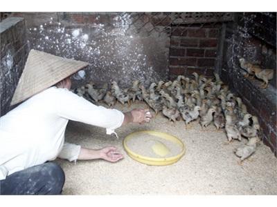 Tổ Hợp Tác Chăn Nuôi Gà Ở Thôn Tây Sơn