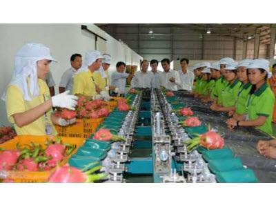 Phát Triển Bền Vững Cây Thanh Long Giữ Vững Thương Hiệu Thanh Long
