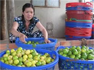 Giá Chanh Tăng Cao, Khoai Lang Giảm Mạnh