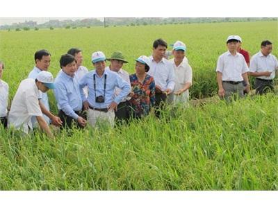 Việt Nam Chủ Động 50% Giống Lúa Lai
