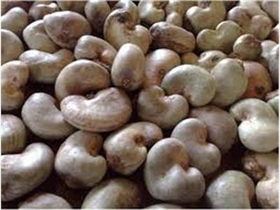 Giá Hạt Điều Còn 15.000 Đồng/kg